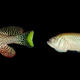 Illustration for article titled This Unusually Short-Lived Fish Could Hold the Secrets to Getting Old